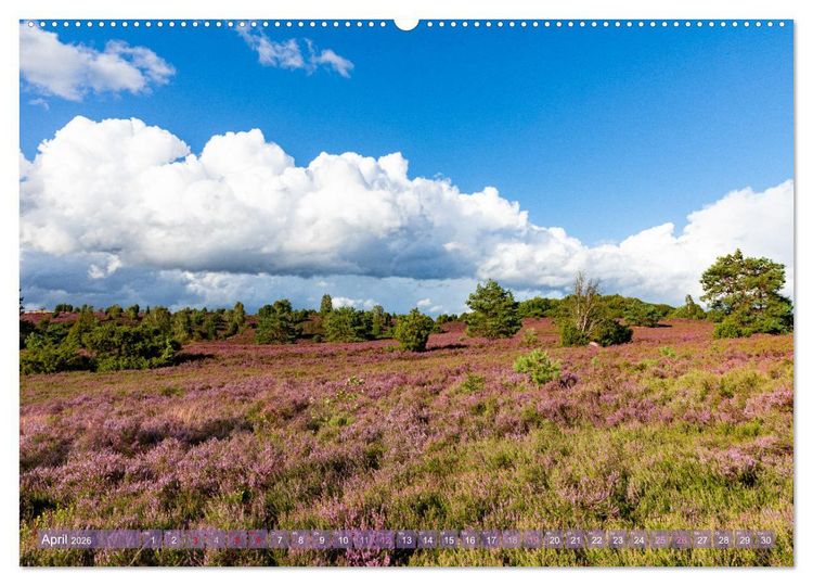 Produktbild: Im Bl&uuml;tenrausch der L&uuml;neburger Heide (Wandkalender 2026 DIN A2 quer), CALVENDO Monatskalender