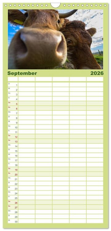 Produktbild: Familienplaner 2026 - Kuhckst du? mit 5 Spalten (Wandkalender, 21 x 45 cm) CALVENDO