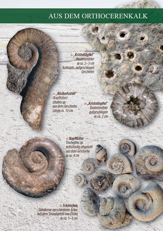 Produktbild: Fossilien am Ostseestrand