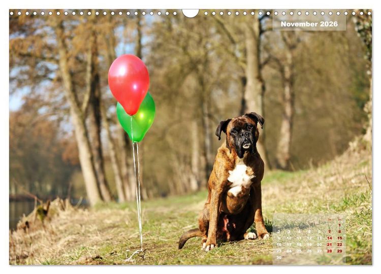 Produktbild: Typisch Boxer (Wandkalender 2026 DIN A3 quer), CALVENDO Monatskalender