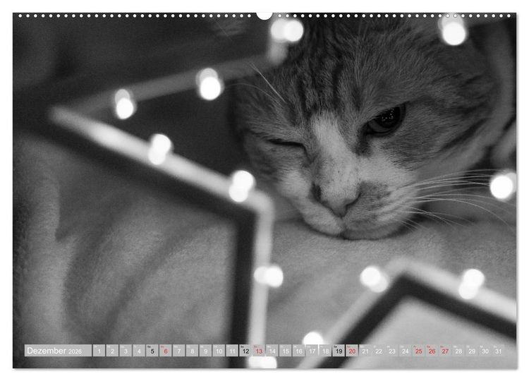 Produktbild: Katzen Pers&ouml;nlichkeiten 2026 (hochwertiger Premium Wandkalender 2026 DIN A2 quer), Kunstdruck in Hochglanz