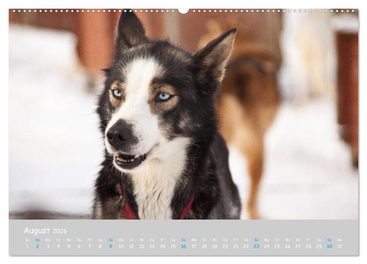 Produktbild: Alaskan Huskies (hochwertiger Premium Wandkalender 2026 DIN A2 quer), Kunstdruck in Hochglanz