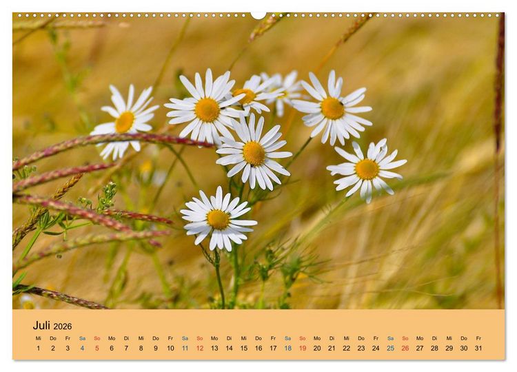 Produktbild: Wildblumen 2026 (hochwertiger Premium Wandkalender 2026 DIN A2 quer), Kunstdruck in Hochglanz
