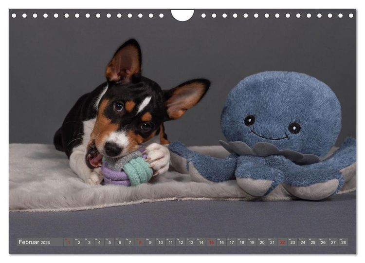 Produktbild: Der Basenji (Wandkalender 2026 DIN A4 quer), CALVENDO Monatskalender