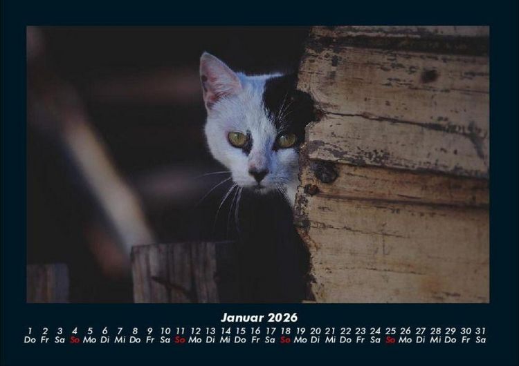 Produktbild: Welt der Tiere 2026 Fotokalender DIN A4