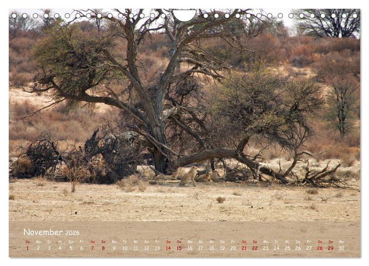 Produktbild: Kgalagadi - Fauna und Wildtiere in der Kalahari (Wandkalender 2026 DIN A4 quer), CALVENDO Monatskalender