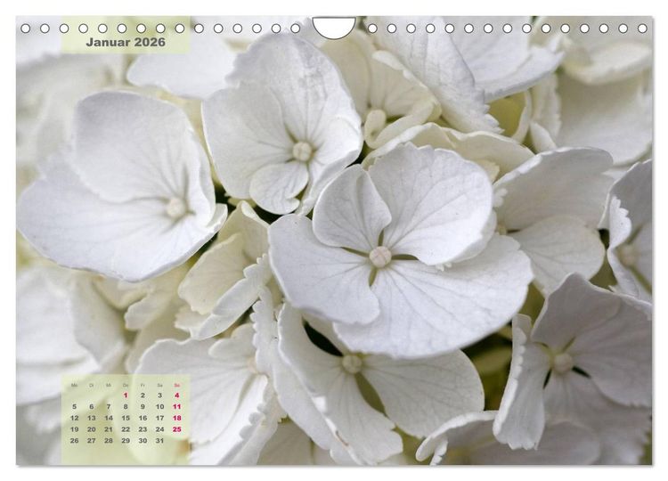Produktbild: Himmlische Hortensien (Wandkalender 2026 DIN A4 quer), CALVENDO Monatskalender