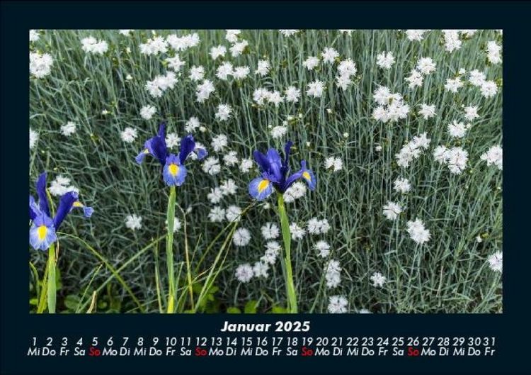 Produktbild: Blumenkalender 2025 Fotokalender DIN A5