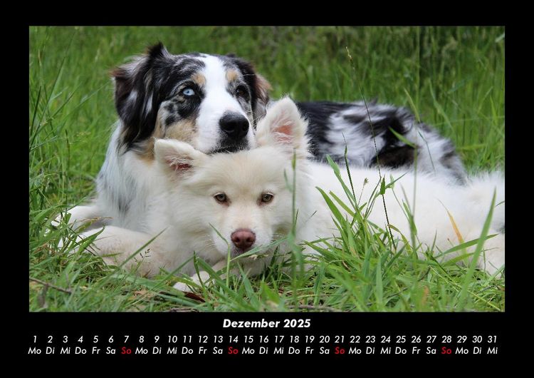 Produktbild: Der Hundekalender 2025 Fotokalender DIN A3
