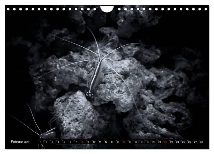 Produktbild: Meerestiere Bilder in Schwarz Weiss (Wandkalender 2026 DIN A4 quer), CALVENDO Monatskalender