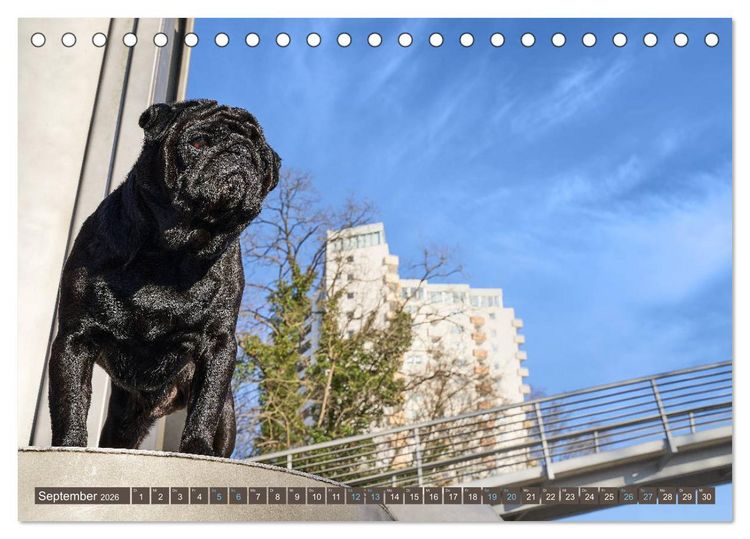 Produktbild: Reinbek mopsfidel (Tischkalender 2026 DIN A5 quer), CALVENDO Monatskalender