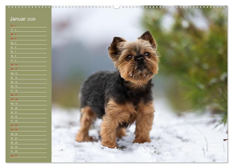 Produktbild: Hunde im Fokus (Wandkalender 2026 DIN A2 quer), CALVENDO Monatskalender