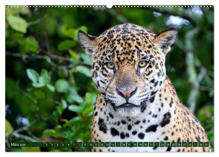 Produktbild: Jaguare im Pantanal (hochwertiger Premium Wandkalender 2026 DIN A2 quer), Kunstdruck in Hochglanz