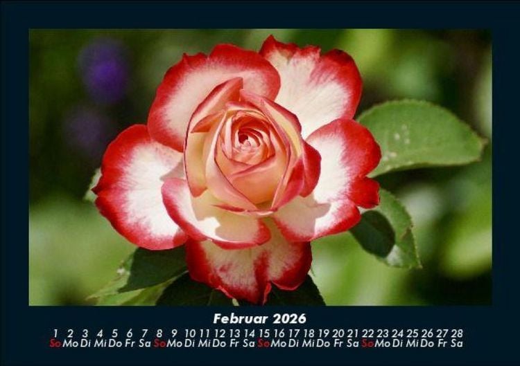 Produktbild: Blumentr&auml;ume 2026 Fotokalender DIN A5