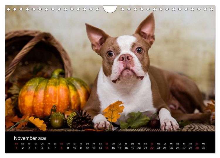 Produktbild: Colored Boston Terrier 2026 (Wandkalender 2026 DIN A4 quer), CALVENDO Monatskalender