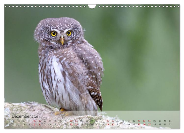 Produktbild: Fantastische Vogelwelt Slowenien (Wandkalender 2026 DIN A3 quer), CALVENDO Monatskalender