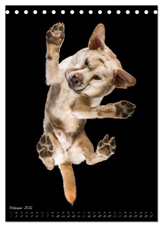 Produktbild: Down Under - Hunde auf der Glasplatte (Tischkalender 2026 DIN A5 hoch), CALVENDO Monatskalender