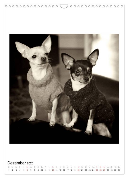 Produktbild: CHIHUAHUA CHIC Photos Marion Koell (Wandkalender 2026 DIN A3 hoch), CALVENDO Monatskalender