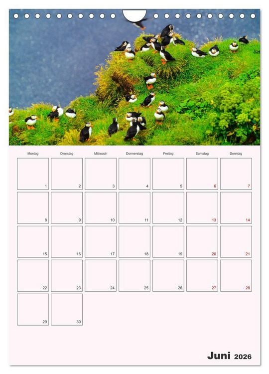 Produktbild: Papageitaucher Monatsplaner (Wandkalender 2026 DIN A4 hoch), CALVENDO Monatskalender