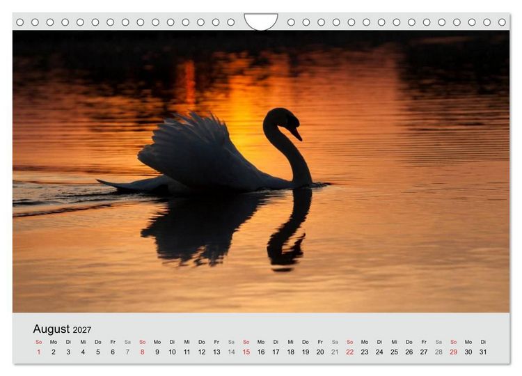Produktbild: Mit dem Schwan durchs Jahr 2027 (Wandkalender 2027 DIN A4 quer), CALVENDO Monatskalender