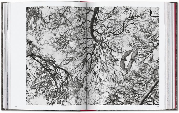 Produktbild: Sebasti&atilde;o Salgado