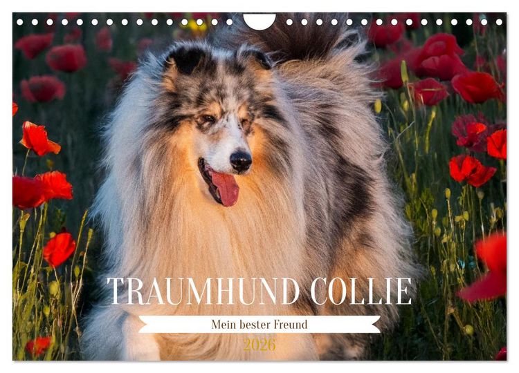 Produktbild: Traumhund Collie - Mein bester Freund (Wandkalender 2026 DIN A4 quer), CALVENDO Monatskalender
