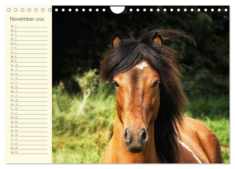 Produktbild: Mit Islandpferden durch das Jahr Geburtstagskalender (Wandkalender 2026 DIN A4 quer), CALVENDO Monatskalender