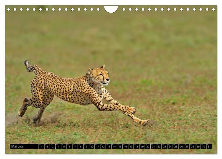Produktbild: Magie des Augenblicks: Geparde - verschmuste Raubkatzen (Wandkalender 2026 DIN A4 quer), CALVENDO Monatskalender