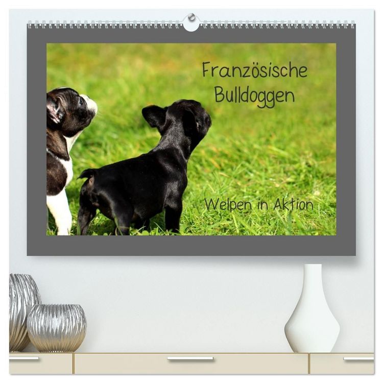 Produktbild: Franz&ouml;sische Bulldoggen (hochwertiger Premium Wandkalender 2027 DIN A2 quer), Kunstdruck in Hochglanz
