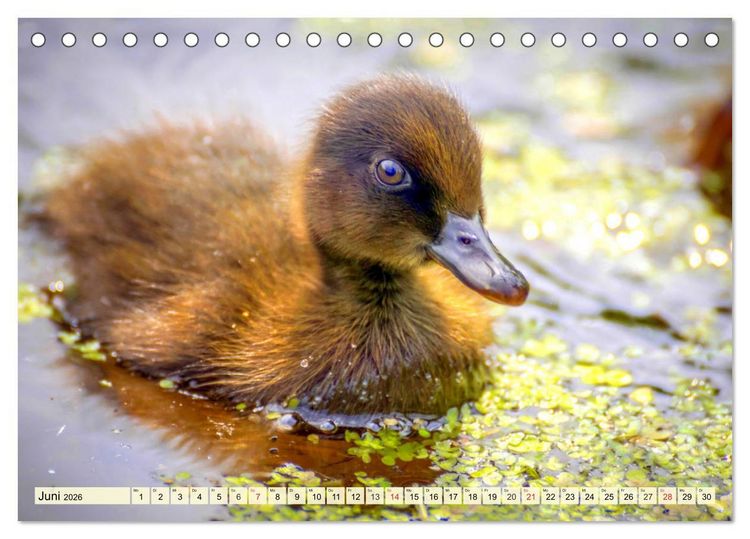 Produktbild: Enten. Beliebt, h&uuml;bsch und imposant (Tischkalender 2026 DIN A5 quer), CALVENDO Monatskalender