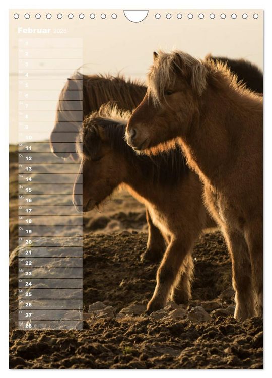 Produktbild: Mein ISLANDPFERDE Planer - Geburtstage, Hof-Feste, Turniere (Wandkalender 2026 DIN A4 hoch), CALVENDO Monatskalender