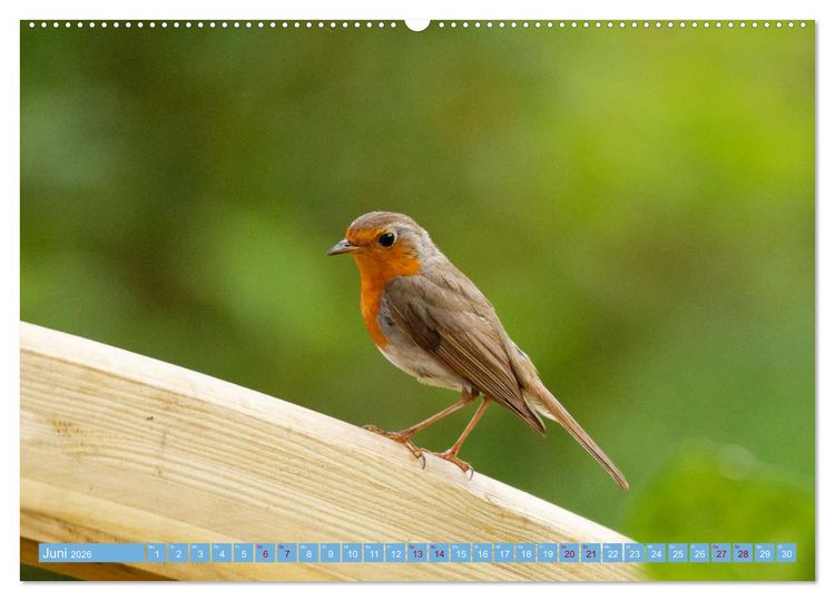 Produktbild: Rotkehlchen - Fotografiert von Ostfriesenfotografie (hochwertiger Premium Wandkalender 2026 DIN A2 quer), Kunstdruck in Hochglanz