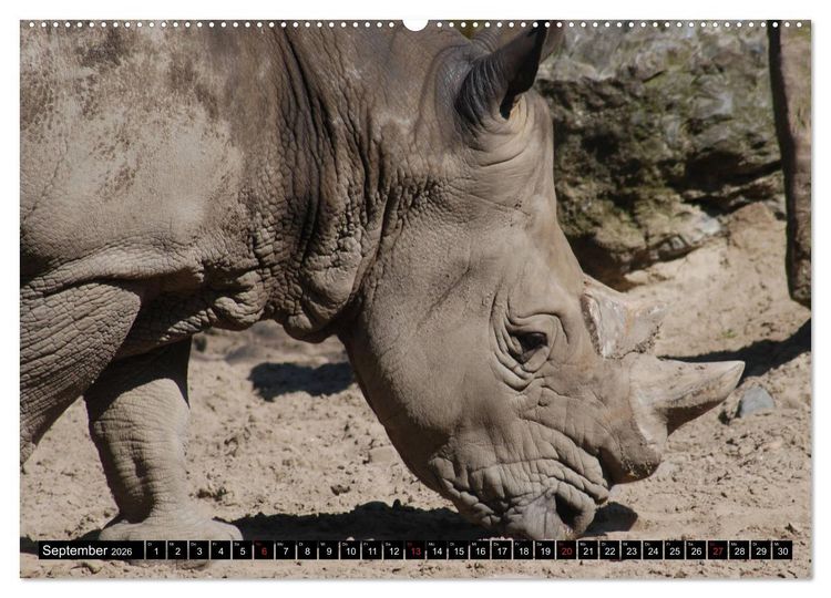 Produktbild: Afrika - Welt der Tiere (hochwertiger Premium Wandkalender 2026 DIN A2 quer), Kunstdruck in Hochglanz