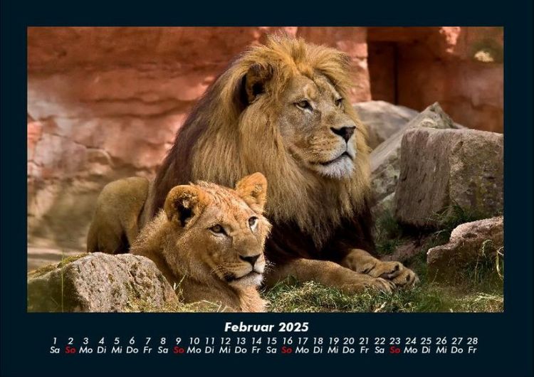 Produktbild: L&ouml;wen in der Wildnis 2025 Fotokalender DIN A4