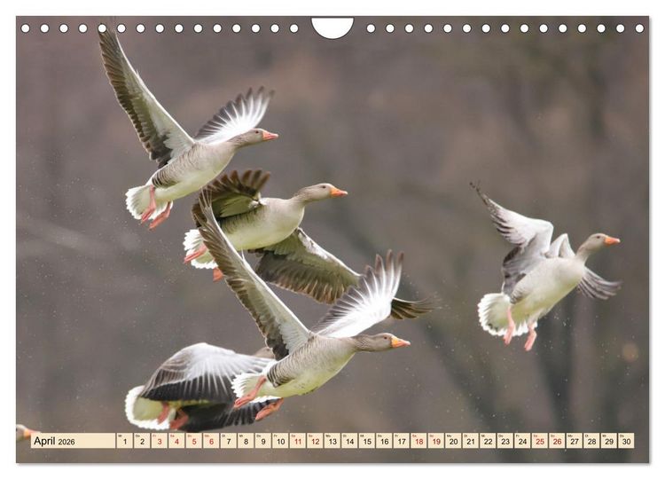 Produktbild: Heimische V&ouml;gel - Im Wald, im Garten und auf der Wiese (Wandkalender 2026 DIN A4 quer), CALVENDO Monatskalender