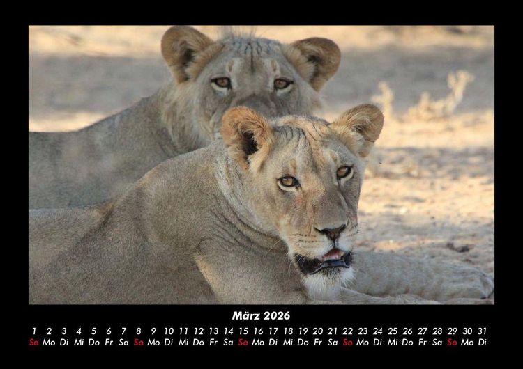 Produktbild: L&ouml;wen in der Wildnis 2026 Fotokalender DIN A3