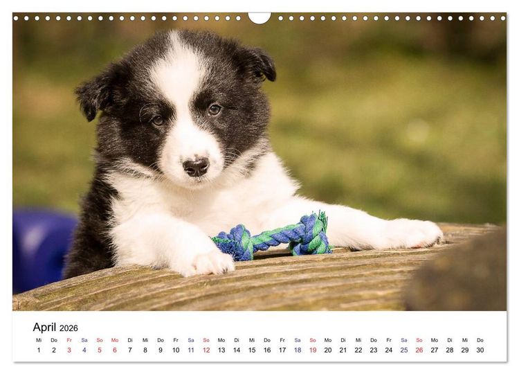Produktbild: Pfotastische Border Collie Welpen (Wandkalender 2026 DIN A3 quer), CALVENDO Monatskalender