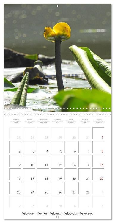 Produktbild: Habitat Forest (Wall Calendar 2026 12 &times; 12 Inch) CALVENDO 12 Month Wall Calendar