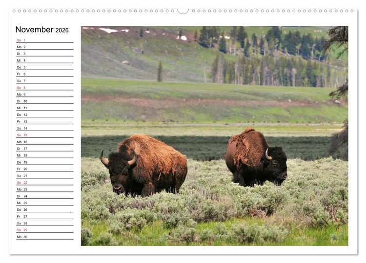 Produktbild: Der nordamerikanische Bison (Wandkalender 2026 DIN A2 quer), CALVENDO Monatskalender