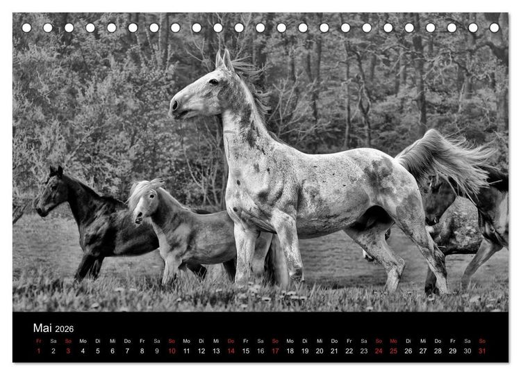 Produktbild: Pferde 2026 Wild Thing (Tischkalender 2026 DIN A5 quer), CALVENDO Monatskalender