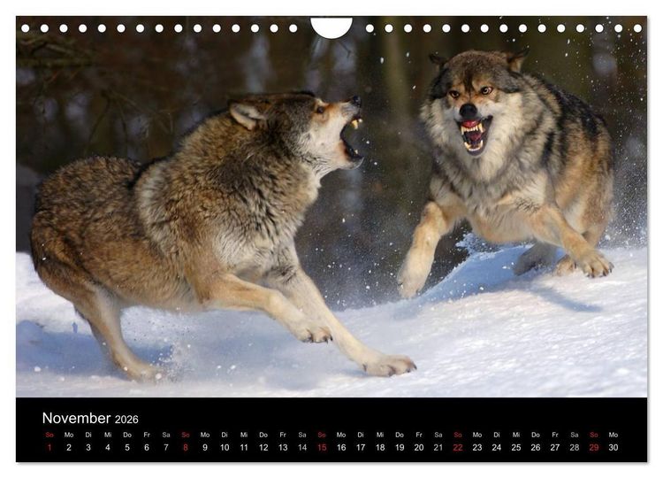 Produktbild: Kanadische W&ouml;lfe im Winter (Wandkalender 2026 DIN A4 quer), CALVENDO Monatskalender