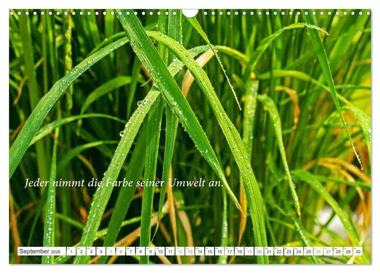 Produktbild: Stille. Japanische Gartenkunst und Weisheiten (Wandkalender 2026 DIN A3 quer), CALVENDO Monatskalender