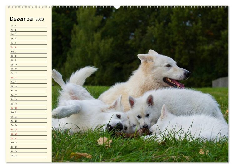 Produktbild: Wei&szlig;er Schweizer Sch&auml;ferhund - Ein Tag im Leben einer Hundefamilie (hochwertiger Premium Wandkalender 2026 DIN A2 quer), Kunstdruck in Hochglanz