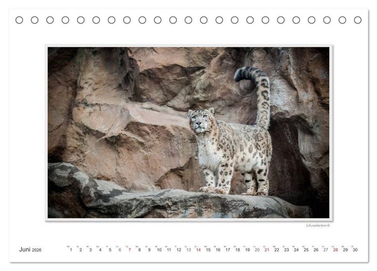 Produktbild: Emotionale Momente: Gro&szlig;e Raubkatzen der Welt. (Tischkalender 2026 DIN A5 quer), CALVENDO Monatskalender
