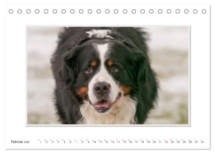 Produktbild: Emotionale Momente: Berner Sennenhund. (Tischkalender 2026 DIN A5 quer), CALVENDO Monatskalender