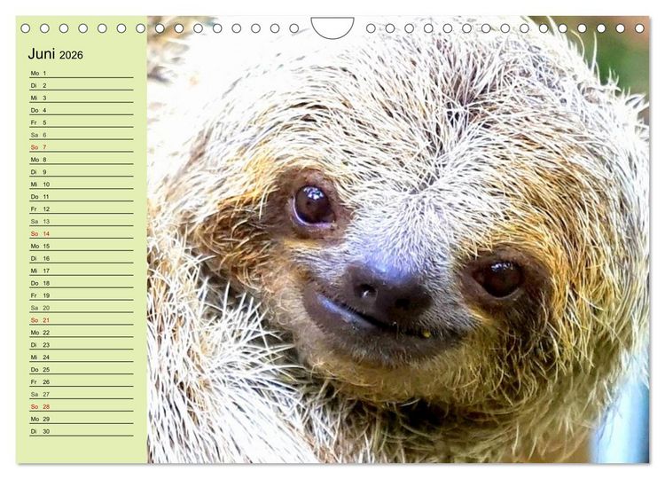 Produktbild: Der Faultier-Planer f&uuml;r mehr Ruhe und Gem&uuml;tlichkeit! (Wandkalender 2026 DIN A4 quer), CALVENDO Monatskalender