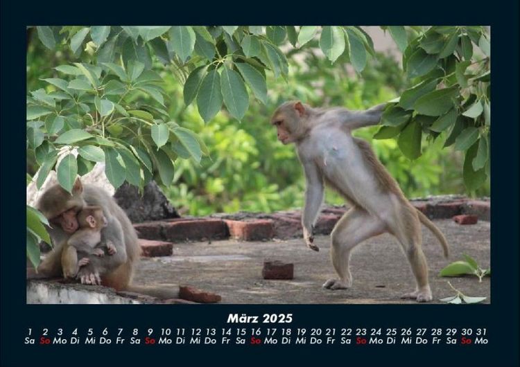 Produktbild: Welt der Affen 2025 Fotokalender DIN A4