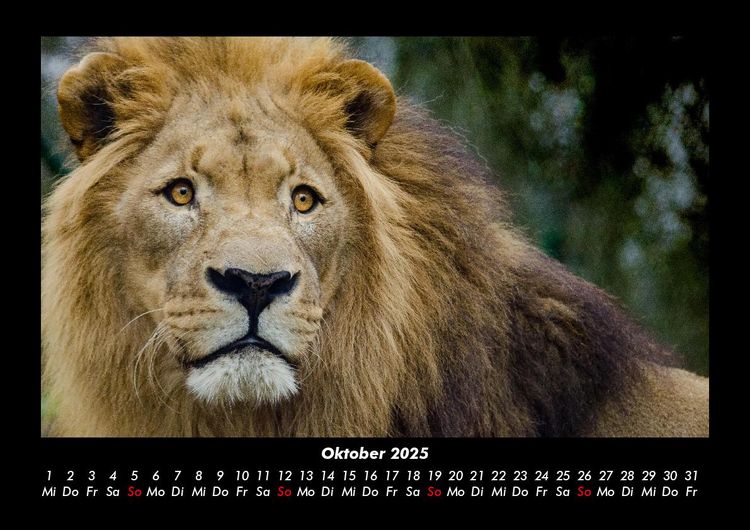 Produktbild: L&ouml;wen in der Wildnis 2025 Fotokalender DIN A3