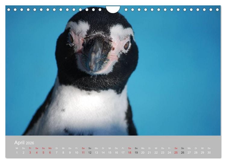 Produktbild: Pinguine 2026 (Wandkalender 2026 DIN A4 quer), CALVENDO Monatskalender