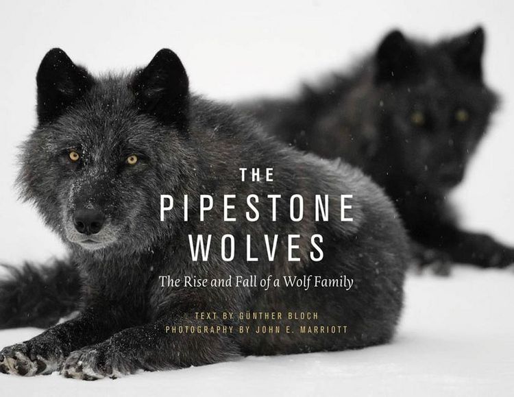 Produktbild: The Pipestone Wolves